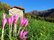 Madonna delle Cime sul Corno Zuccone da Reggetto di Vedeseta-11ott24- FOTOGALLERY